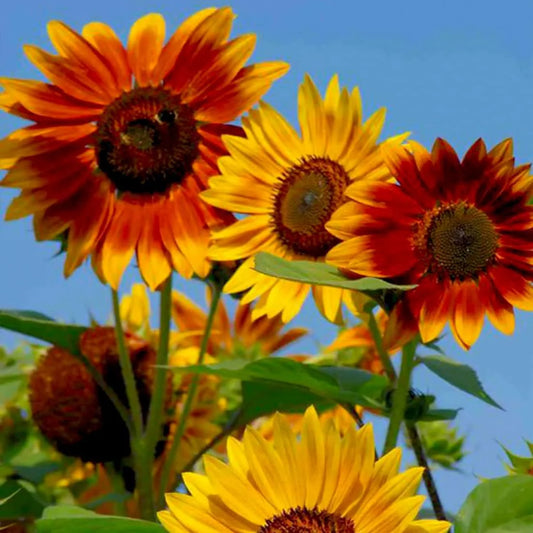 Sunflower Seeds - Multicolour (SUMMER)