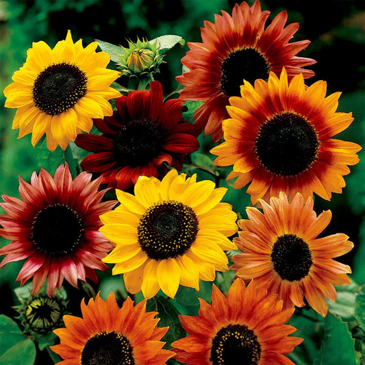 Sunflower Seeds - Multicolour (SUMMER)