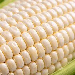 Sweet Corn (White) Seeds {SUMMER}