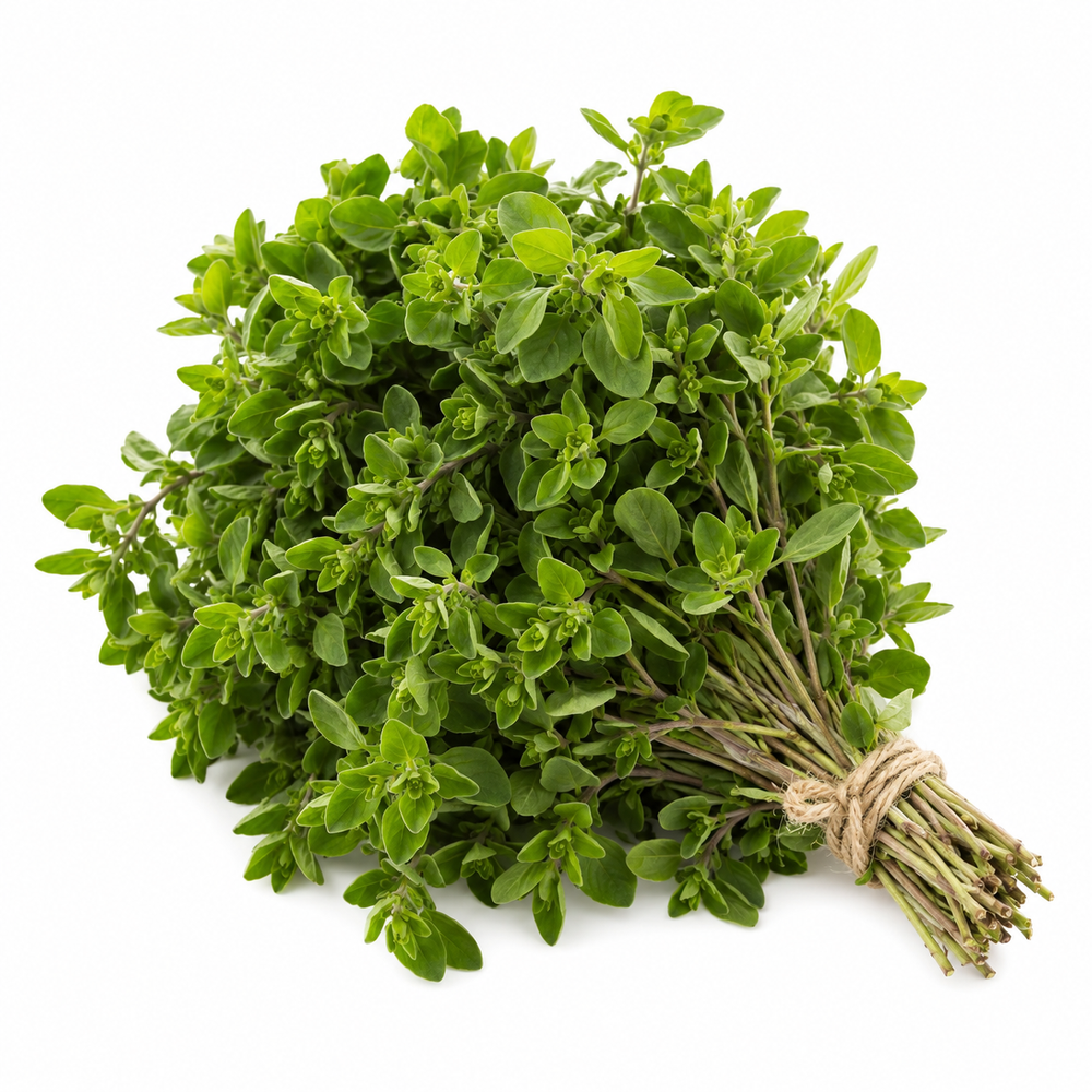 Sweet Marjoram Seeds Origanum majorana aromatic herb plant for winter kitchen gardening in Pakistan