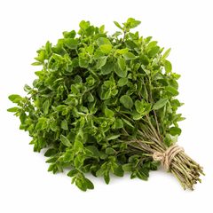 Sweet Marjoram Seeds Origanum majorana aromatic herb plant for winter kitchen gardening in Pakistan