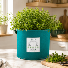 Sweet Marjoram Seeds Origanum majorana aromatic herb plant for winter kitchen gardening in Pakistan