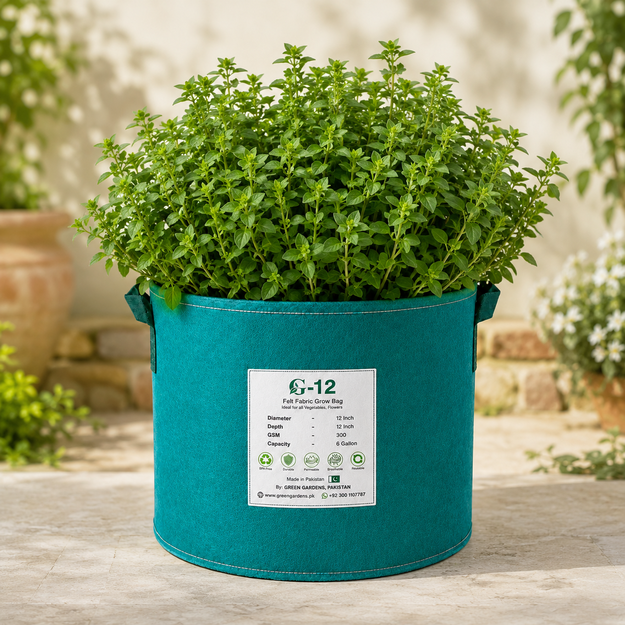 Sweet Marjoram Seeds Origanum majorana aromatic herb plant for winter kitchen gardening in Pakistan