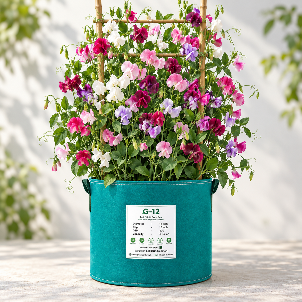 Fragrant multicolour Sweet Pea Lathyrus odoratus flowers climbing on a trellis – winter flowering vine seeds for grow bags, arches and cut-flower gardens in Pakistan