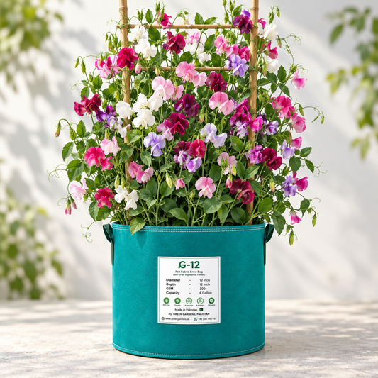 Fragrant multicolour Sweet Pea Lathyrus odoratus flowers climbing on a trellis – winter flowering vine seeds for grow bags, arches and cut-flower gardens in Pakistan