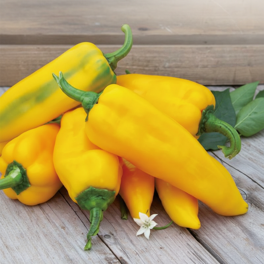 Sweet Pepper Ora Long Seeds (Yellow Pointed)