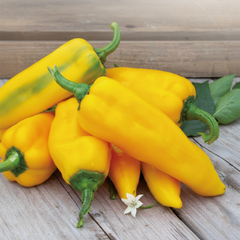 Sweet Pepper Ora Long Seeds (Yellow Pointed)