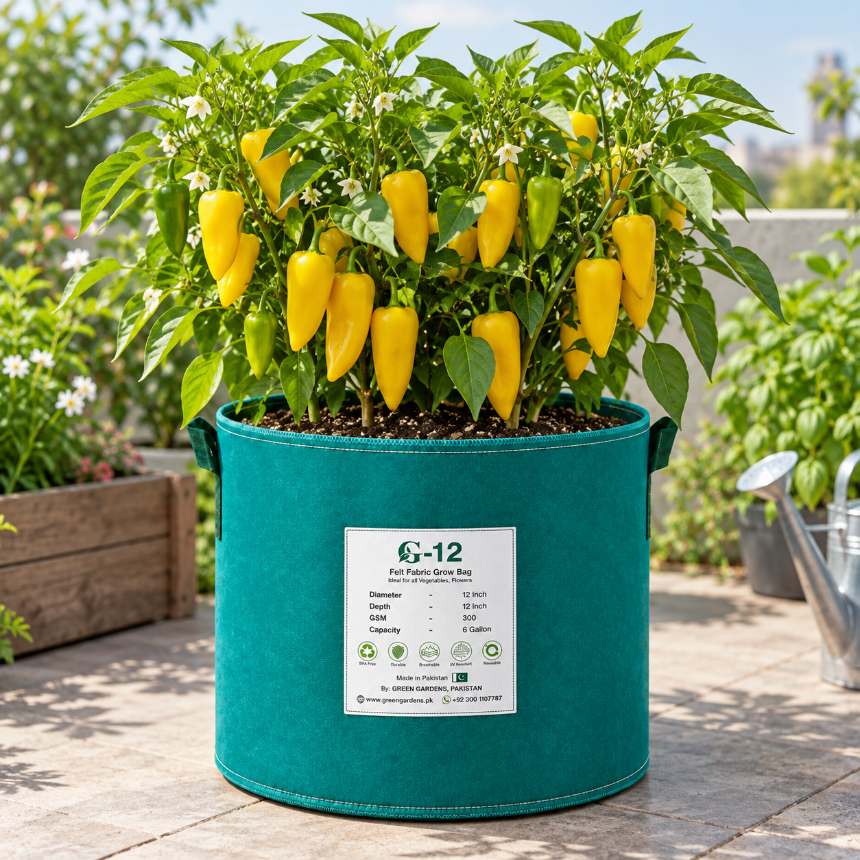Healthy Ora Long Sweet Pepper plant with elongated green and ripe sweet pepper fruits – long Capsicum annuum seeds for home gardening in Pakistan