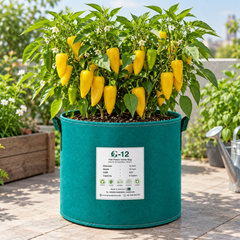 Healthy Ora Long Sweet Pepper plant with elongated green and ripe sweet pepper fruits – long Capsicum annuum seeds for home gardening in Pakistan