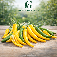 Sweet Pepper Romanian Giallo Seeds (Premium Yellow Sweet Pepper)