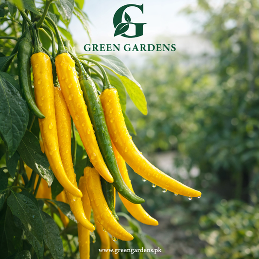 Sweet Pepper Romanian Giallo Seeds (Premium Yellow Sweet Pepper)