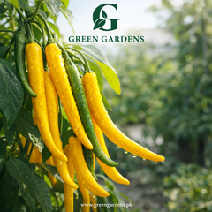 Sweet Pepper Romanian Giallo Seeds (Premium Yellow Sweet Pepper)