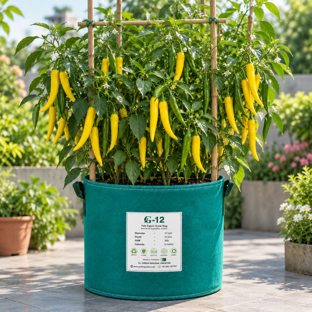 Romanian Giallo Sweet Pepper plant with green and golden-yellow mature fruits – yellow Capsicum annuum seeds for home gardening in Pakistan