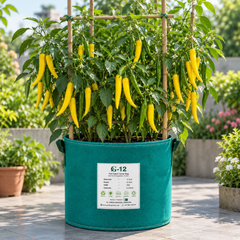 Romanian Giallo Sweet Pepper plant with green and golden-yellow mature fruits – yellow Capsicum annuum seeds for home gardening in Pakistan