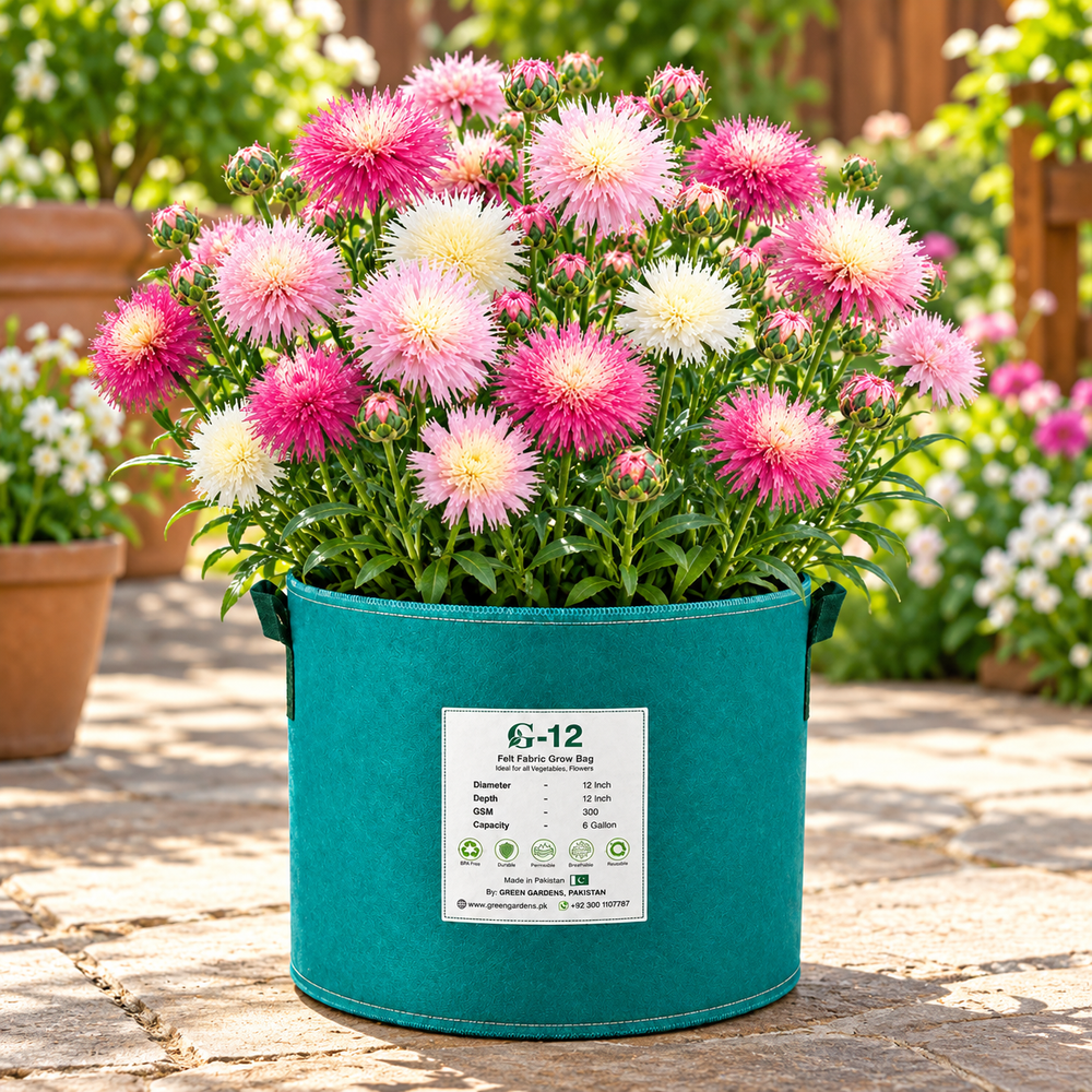 Sweet Sultan Imperialis Pastel Mix with fragrant fluffy fringed flowers in soft pink lilac lavender purple and white – winter cut flower seeds Pakistan