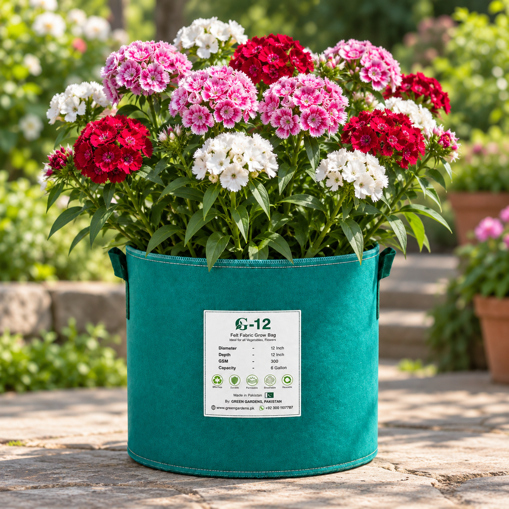 Sweet William Dianthus barbatus Floriada Mix with pink red crimson white and bi-colour clustered flowers – winter flower seeds for gardens and grow bags in Pakistan