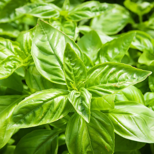Healthy Sweet Basil plant with fresh aromatic green leaves – Ocimum basilicum culinary herb seeds for home gardening in Pakistan
