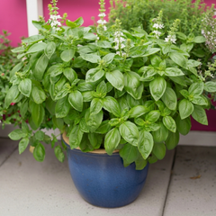 Sweet Basil Seeds نیاز بو (SUMMER/WINTER)