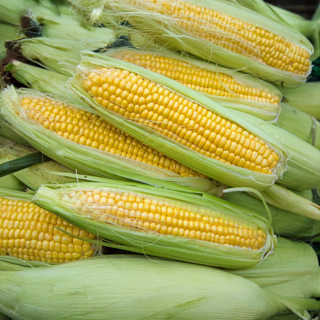 Sweet Corn Seeds (SUMMER)