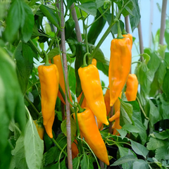 Sweet Pepper Yellow - Corno di Toro Giallo (Bull’s Horn" pepper) ITALIAN {WINTER}