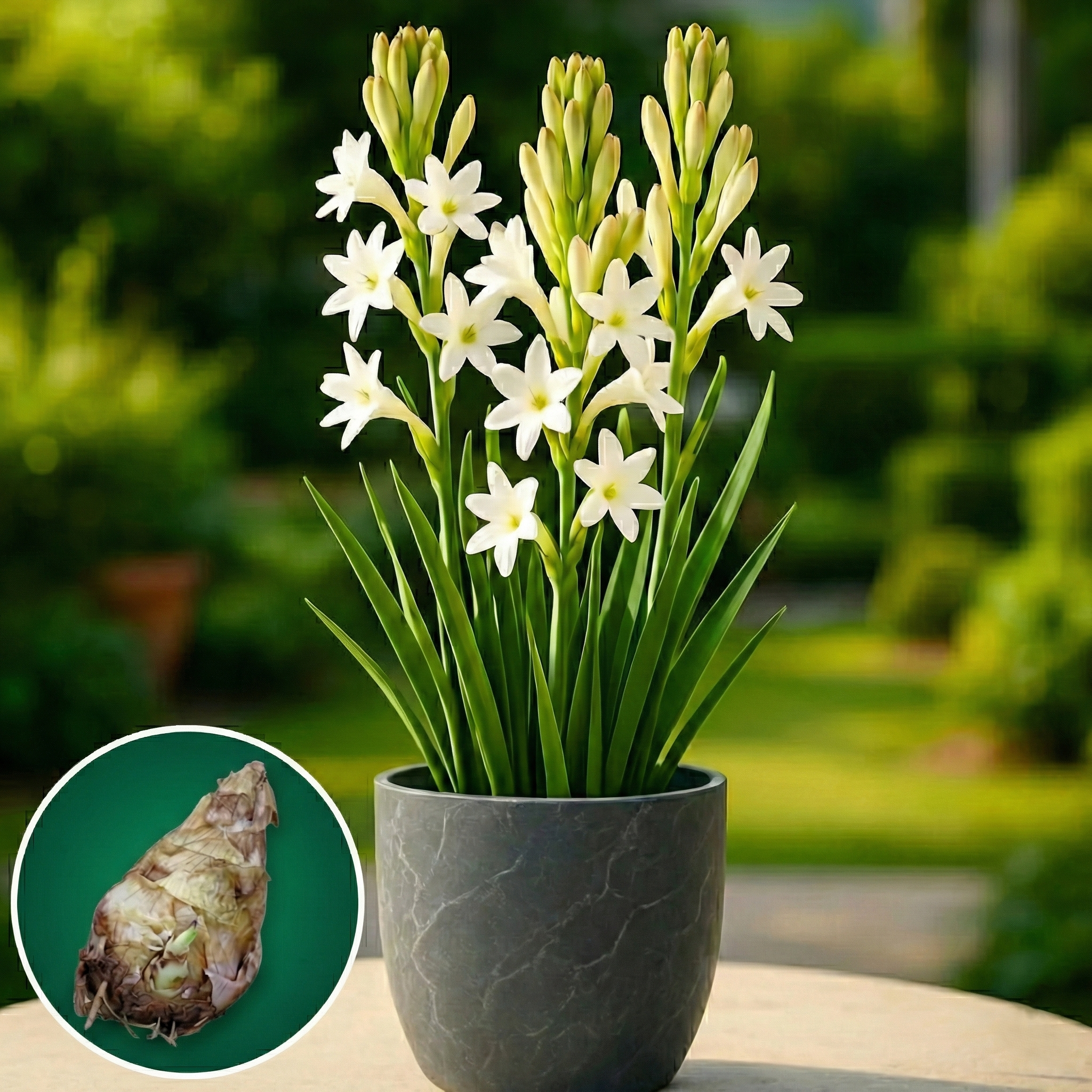 Tuberose (Rajnigandha) Bulbs - PACK OF 50