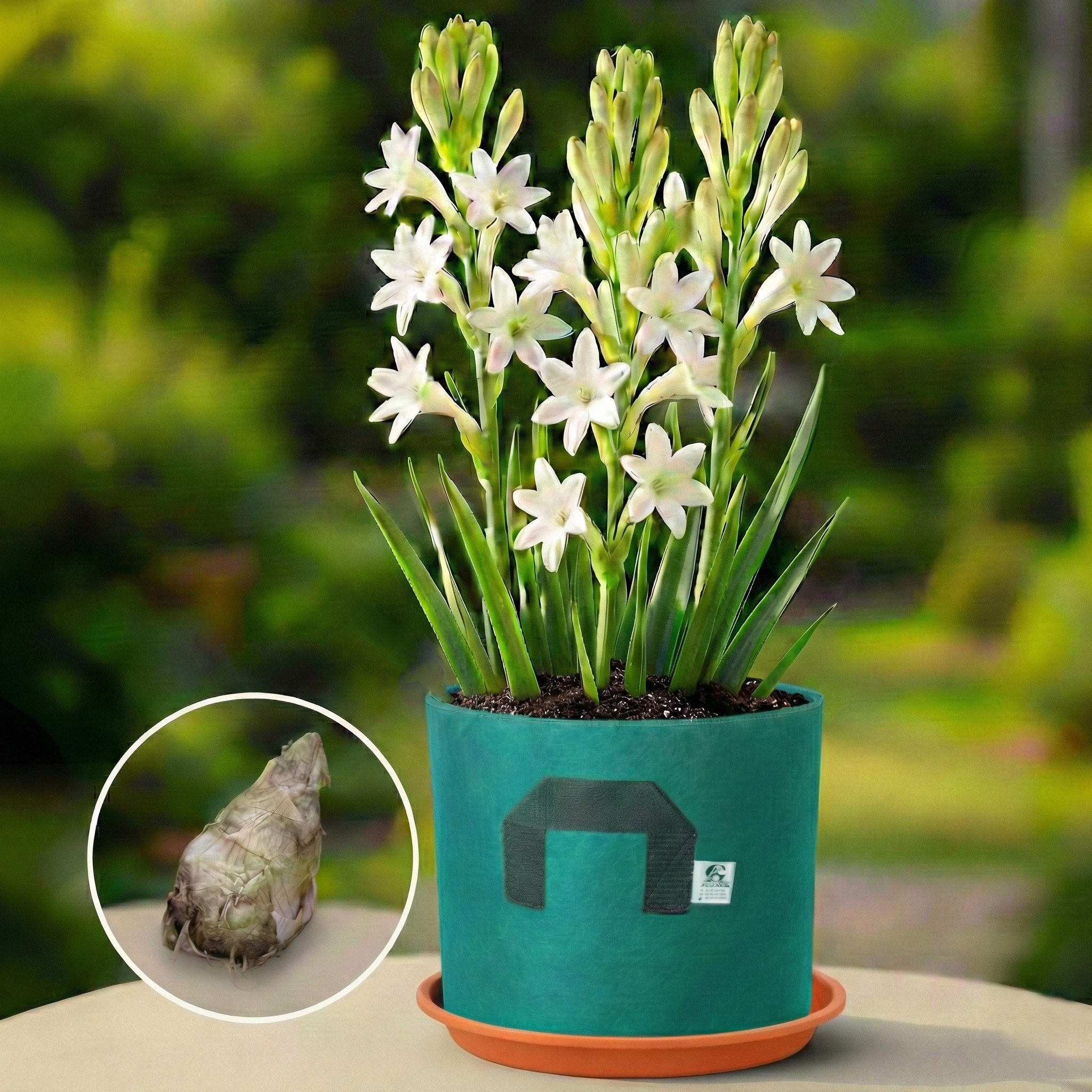 Tuberose (Rajnigandha) Bulbs - PACK OF 50