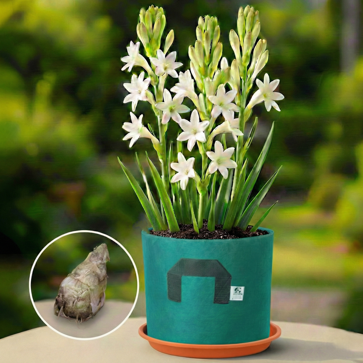 Tuberose (Rajnigandha) Bulbs - PACK OF 50