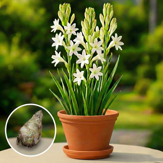 Tuberose (Single Petal) Bulbs - PACK OF 25