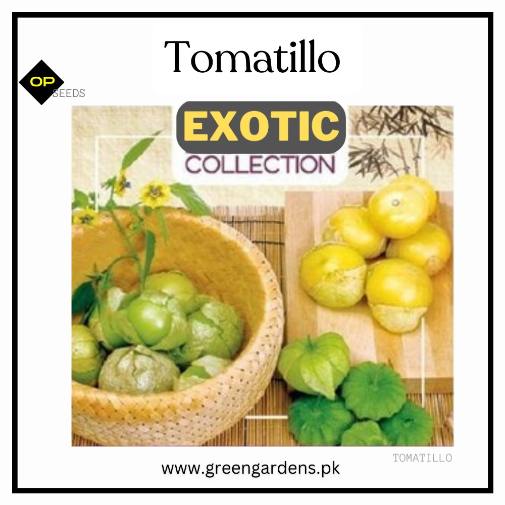 Green tomatillo fruits enclosed in papery husks on a healthy branching plant – Mexican husk tomato seeds for home gardening in Pakistan