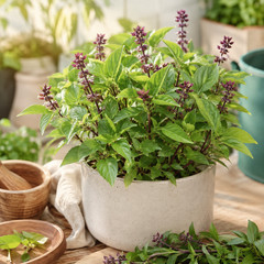 Thai Basil plant with fresh green aromatic leaves – Ocimum basilicum culinary herb seeds for home gardening in Pakistan