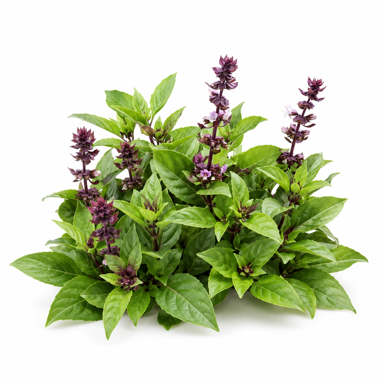 Thai Basil plant with fresh green aromatic leaves – Ocimum basilicum culinary herb seeds for home gardening in Pakistan