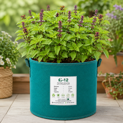 Thai Basil plant with fresh green aromatic leaves – Ocimum basilicum culinary herb seeds for home gardening in Pakistan