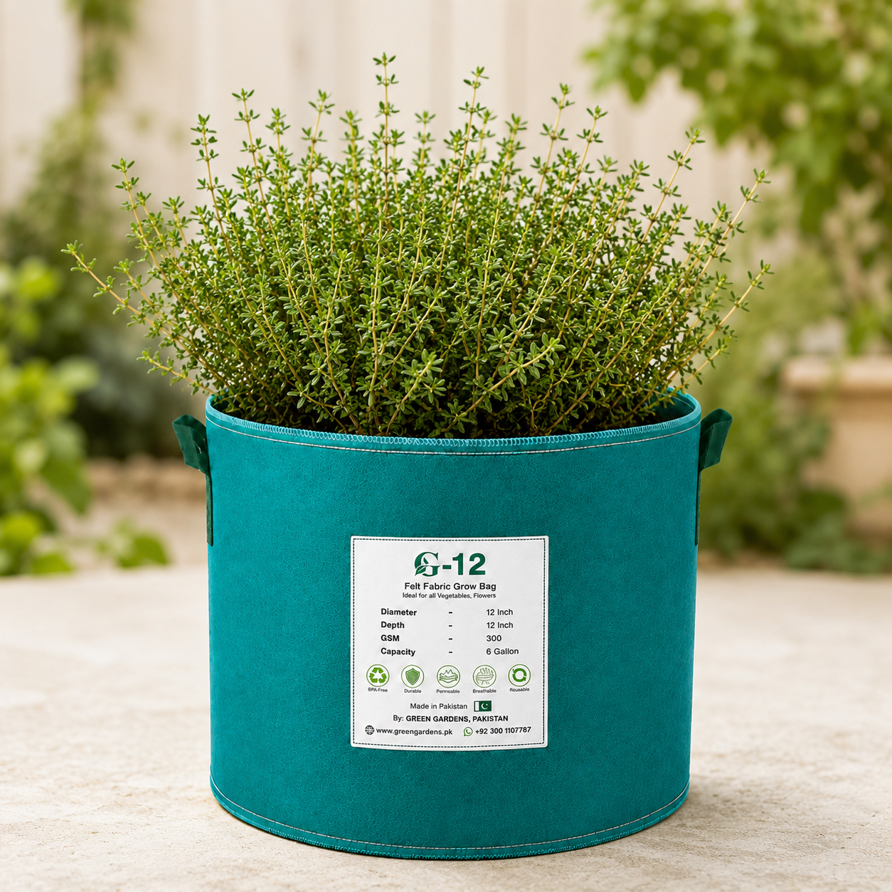 Fresh green thyme herb with small aromatic leaves – culinary herb seeds for home gardening in Pakistan