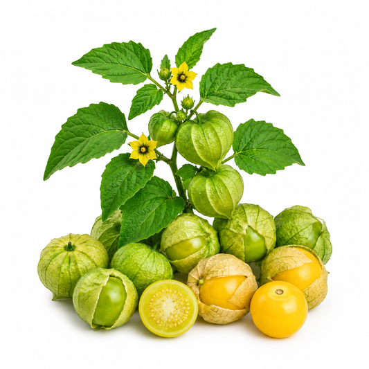 Tomatillo Seeds (SUMMER/ WINTER)