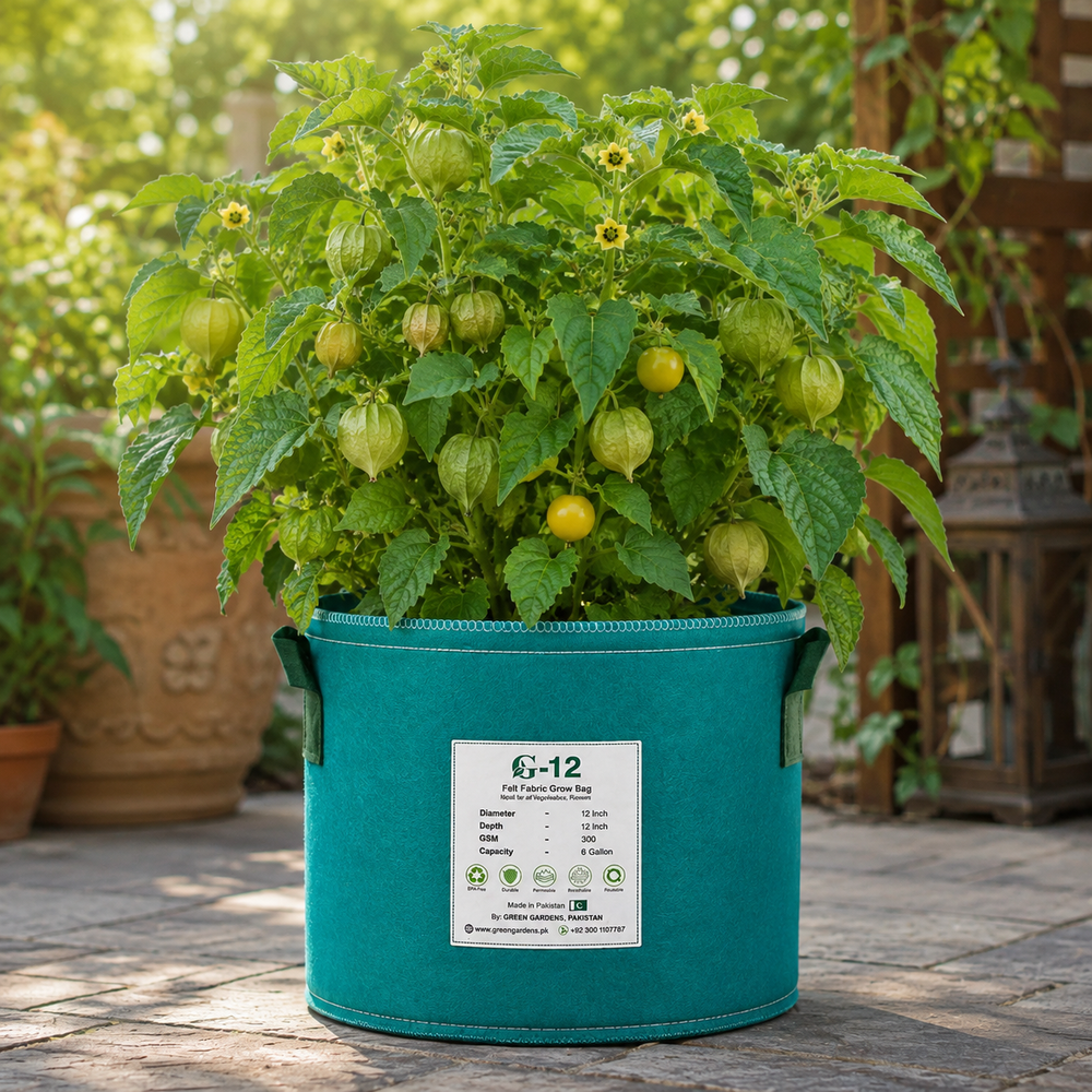 Green tomatillo fruits enclosed in papery husks on a healthy branching plant – Mexican husk tomato seeds for home gardening in Pakistan
