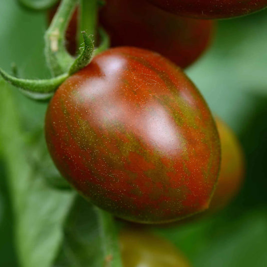 Tomato Seeds - Chocolate Sprinkles (Indeterminate)