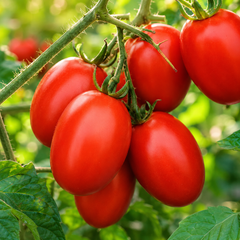 Syngenta TO-1057 F1 Hybrid deep-red glossy tomatoes on a vigorous semi-indeterminate plant – hybrid tomato seeds for home gardening in Pakistan