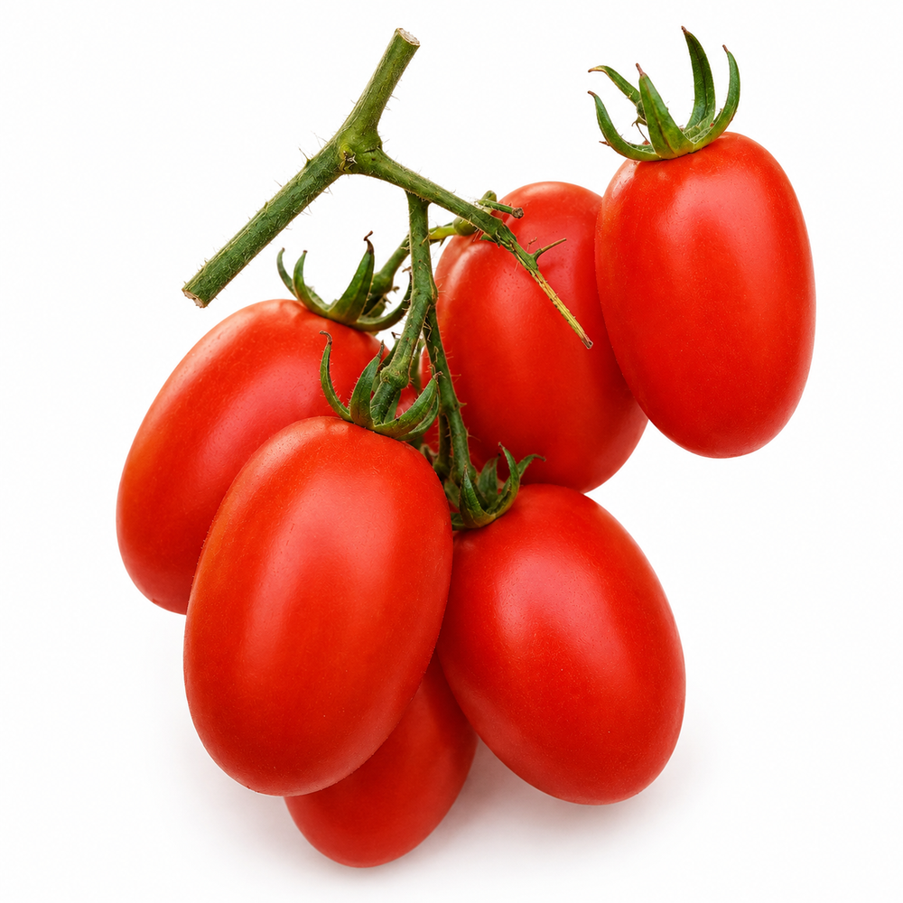 Syngenta TO-1057 F1 Hybrid deep-red glossy tomatoes on a vigorous semi-indeterminate plant – hybrid tomato seeds for home gardening in Pakistan