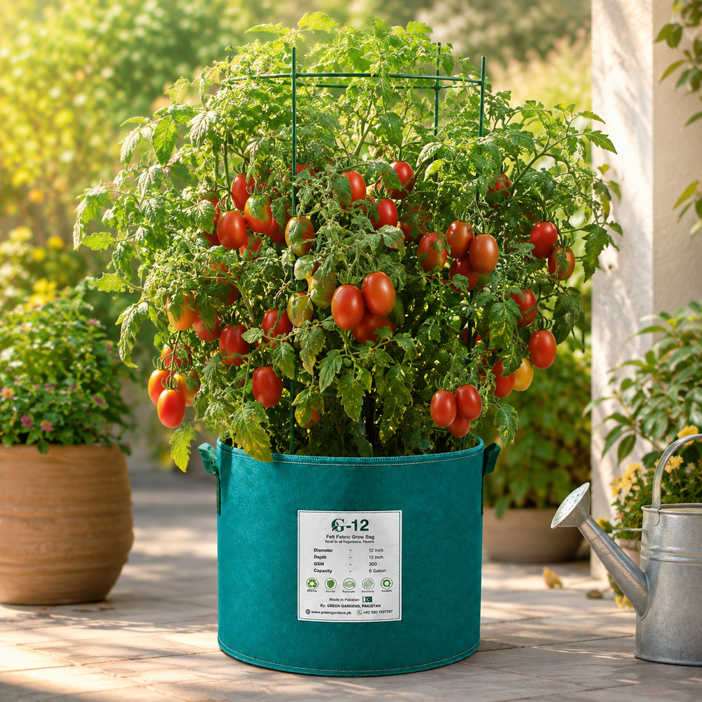 Syngenta TO-1057 F1 Hybrid deep-red glossy tomatoes on a vigorous semi-indeterminate plant – hybrid tomato seeds for home gardening in Pakistan