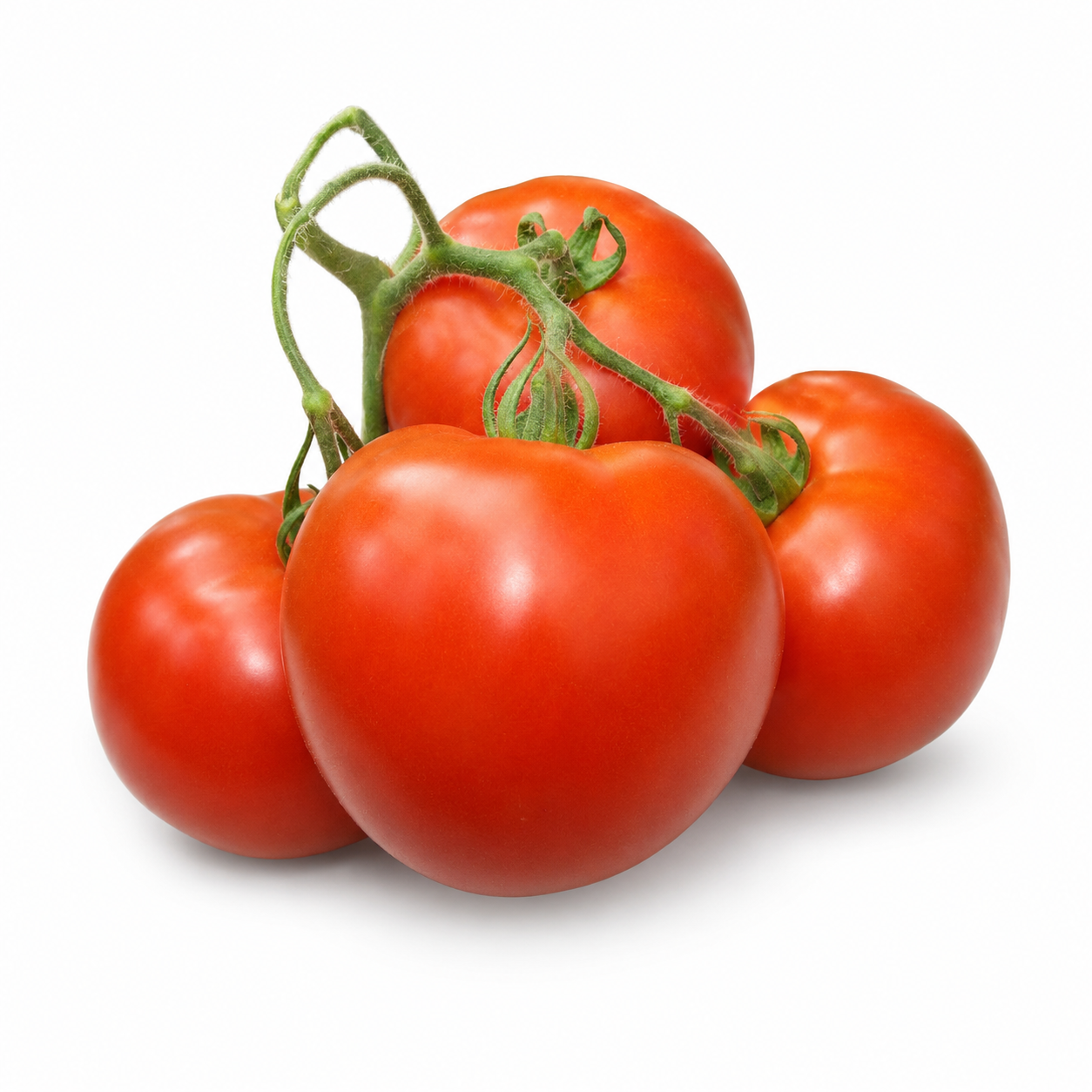 Alsu tomato from Azerbaijan with juicy uniform red fruits on a vigorous indeterminate vine – tomato seeds for home gardening in Pakistan