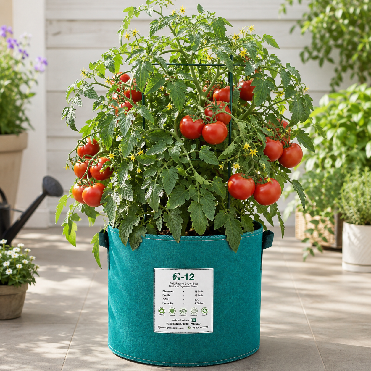 Alsu tomato from Azerbaijan with juicy uniform red fruits on a vigorous indeterminate vine – tomato seeds for home gardening in Pakistan
