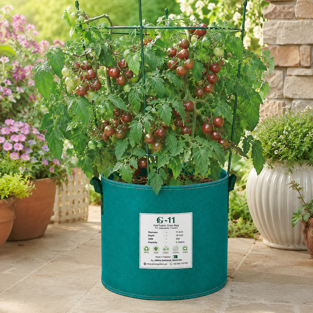 Black Opal indeterminate cherry tomatoes with dark mahogany-purple round fruits on vigorous vines – exotic tomato seeds for home gardening in Pakistan