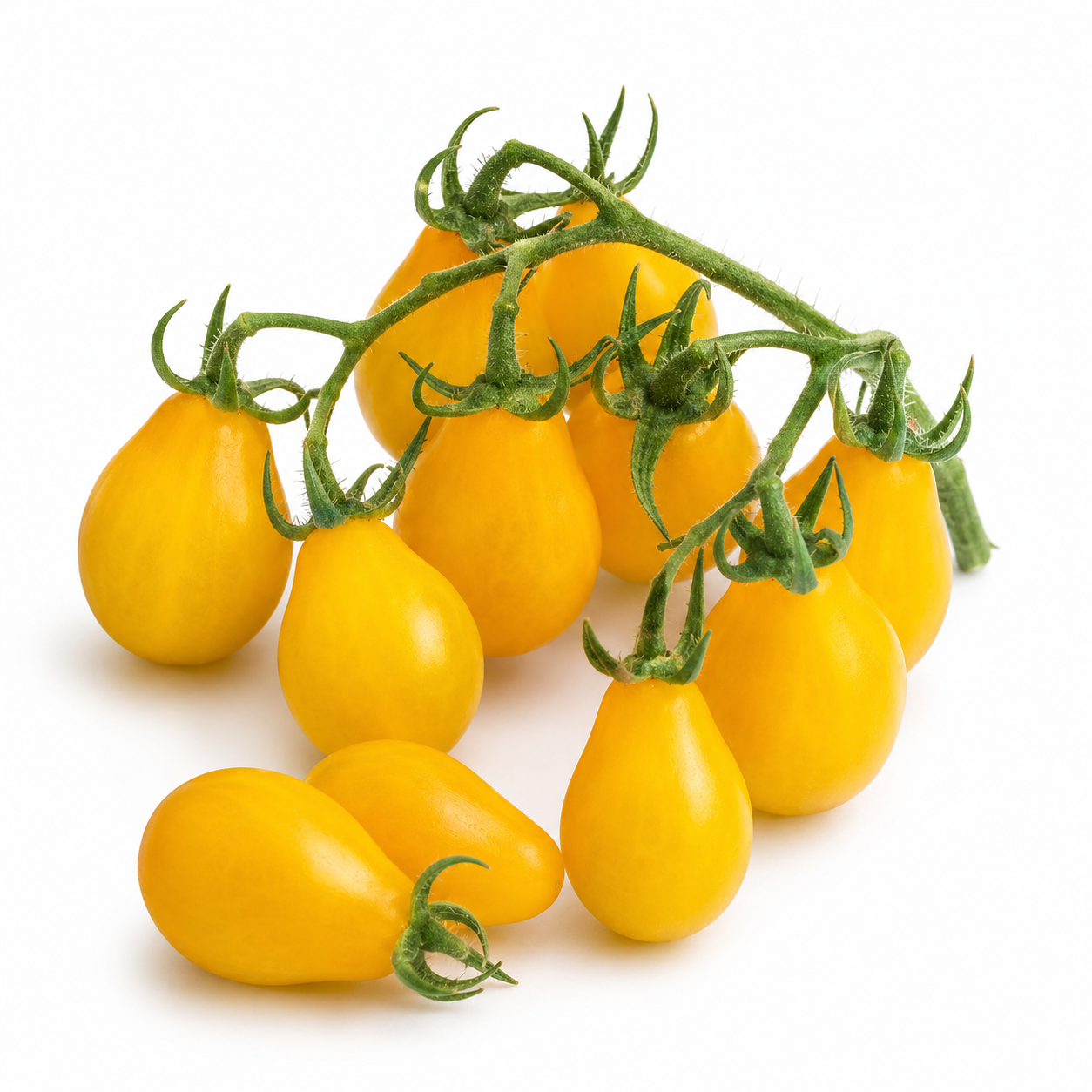 Yellow Pear cherry tomatoes with bright yellow pear-shaped fruits on an indeterminate tomato vine – tomato seeds for home gardening in Pakistan