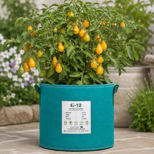 Yellow Pear cherry tomatoes with bright yellow pear-shaped fruits on an indeterminate tomato vine – tomato seeds for home gardening in Pakistan