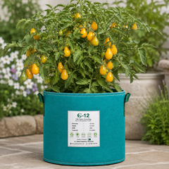 Yellow Pear cherry tomatoes with bright yellow pear-shaped fruits on an indeterminate tomato vine – tomato seeds for home gardening in Pakistan
