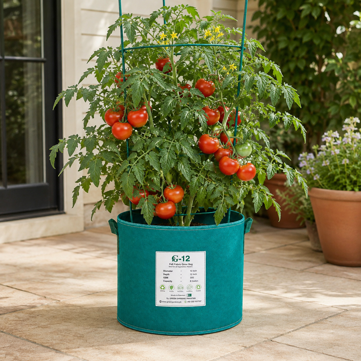 Vatan-1 determinate tomato from Azerbaijan with round medium-sized red fruits on a compact bushy plant – tomato seeds for home gardening in Pakistan