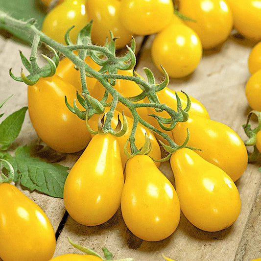 Tomato Seeds - Cherry Yellow Pear Indeterminate (SUMMER/ WINTER)