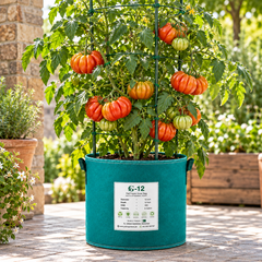 Canestrino di Lucca Italian heirloom tomato plant with large red pear-shaped deeply ribbed meaty fruits growing on healthy supported vines – tomato seeds Pakistan