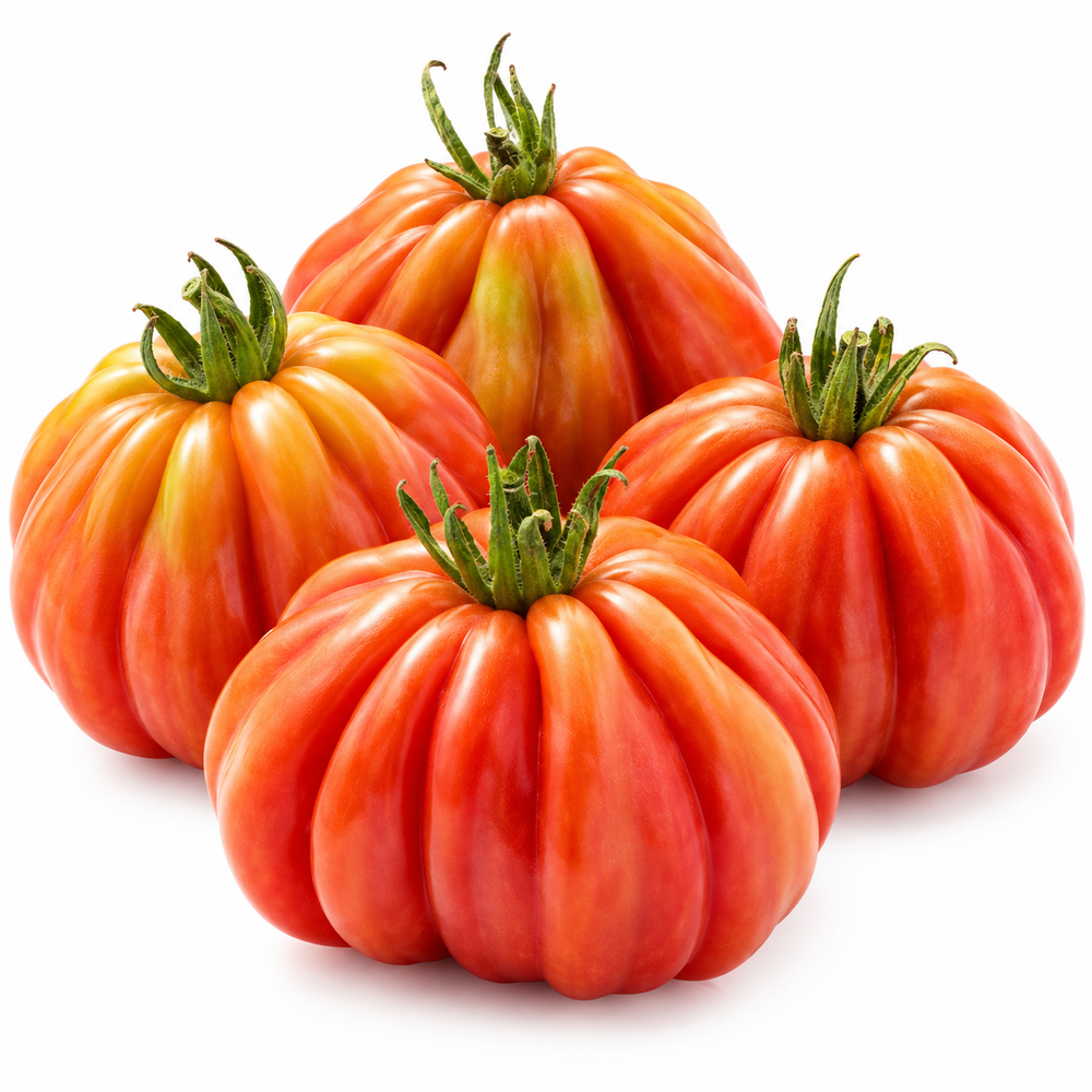 Canestrino di Lucca Italian heirloom tomato plant with large red pear-shaped deeply ribbed meaty fruits growing on healthy supported vines – tomato seeds Pakistan
