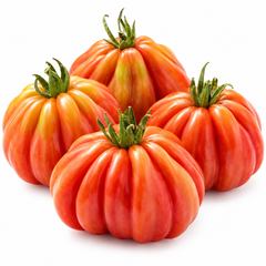 Canestrino di Lucca Italian heirloom tomato plant with large red pear-shaped deeply ribbed meaty fruits growing on healthy supported vines – tomato seeds Pakistan
